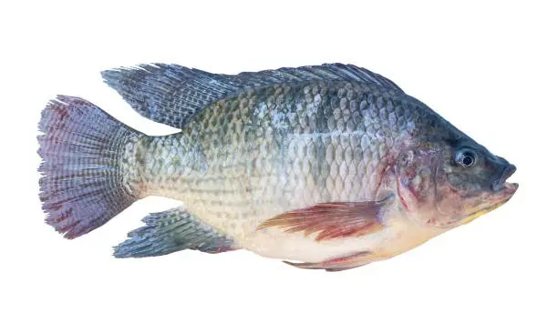 Tilapia frais bio 1Kg