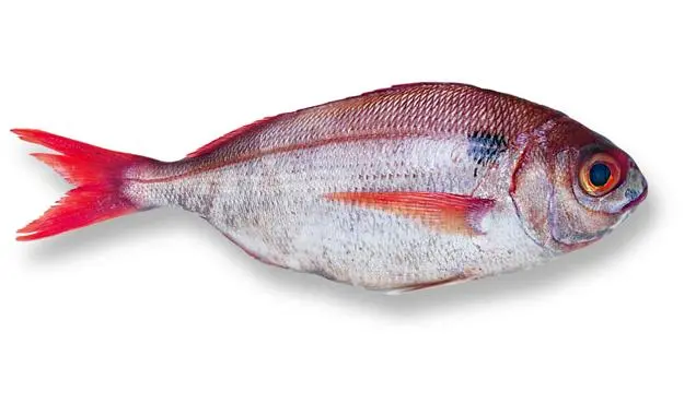 DORADE