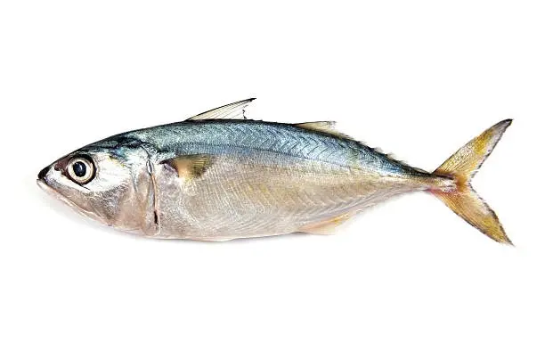 CHINCHARD