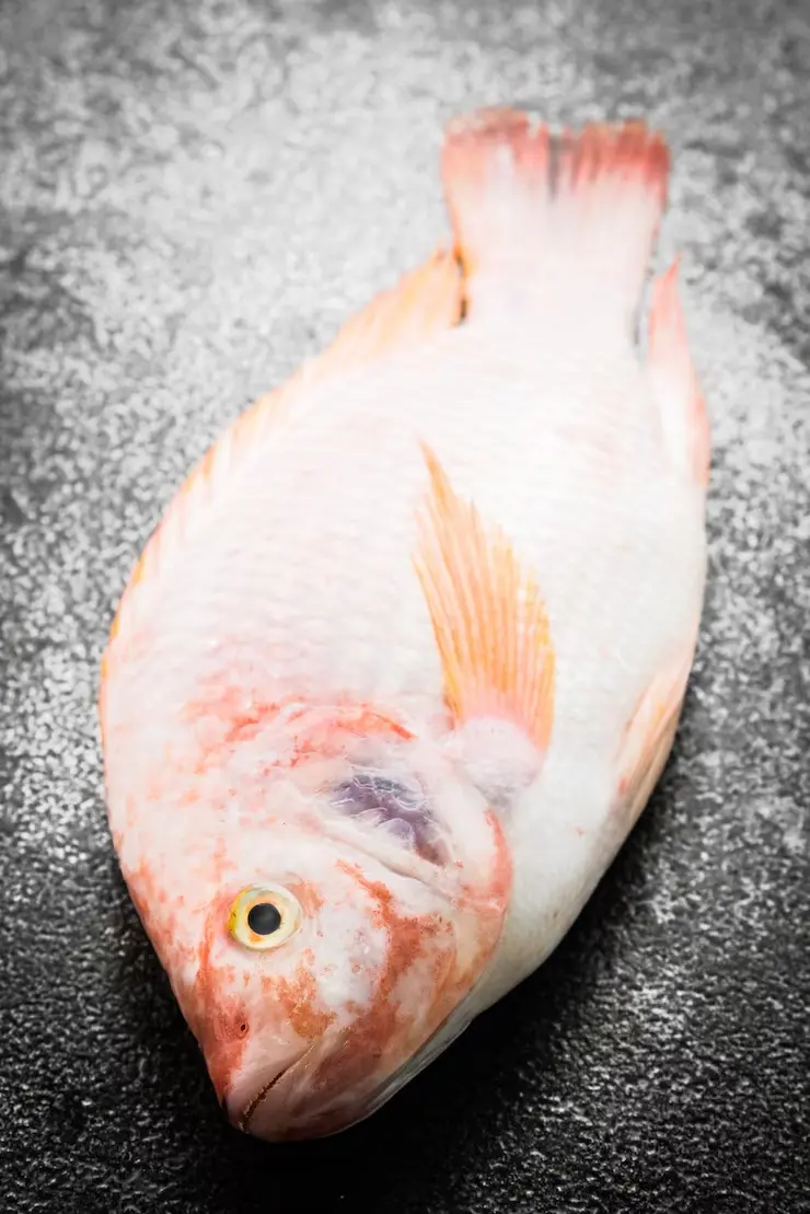 TILAPIA